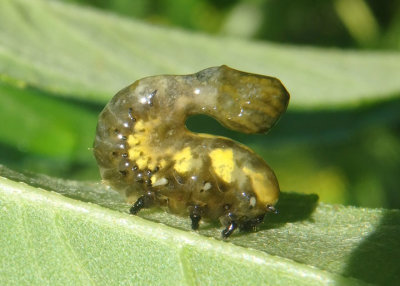 Physonota helianthi; Sunflower Tortoise Beetle larva