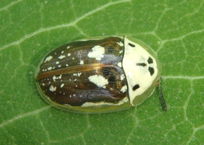 Physonota helianthi; Sunflower Tortoise Beetle; immature adult