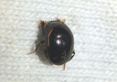 Pseudocanthon perplexus; Dung Beetle species