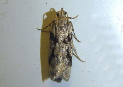 2076 - Chionodes fondella; Twirler Moth species