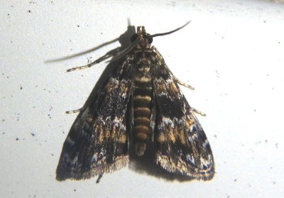 4755 - Elophila obliteralis; Waterlily Leafcutter Moth