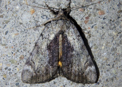 8874 - Catocala minuta; Little Underwing - form Parvula 