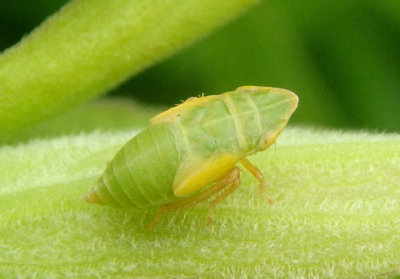Aphrodes Leafhopper species nymph