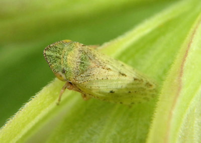 Aphrodes Leafhopper species