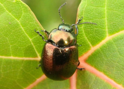Hypericia Leaf Beetle species