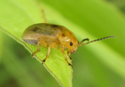 Ophraella cribrata; Leaf Beetle species