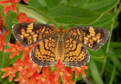 Phyciodes tharos; Pearl Crescent