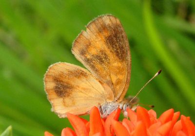 Phyciodes tharos; Pearl Crescent; abberant