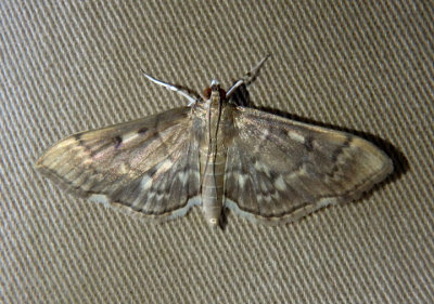5280 - Herpetogramma aeglealis; Serpentine Webworm Moth