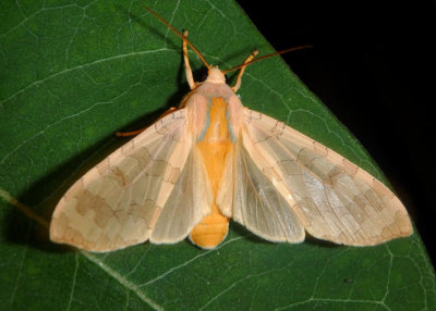 8203-8204 - Halysidota tessellaris/harrisii complex; Tussock Moth species