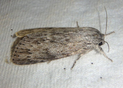 9272 - Acronicta oblinita; Smeared Dagger Moth