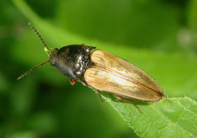 Ampedus nigricollis; Click Beetle species