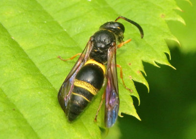 Ancistrocerus unifasciatus; Mason Wasp species; male