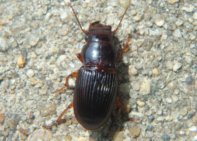 Cratacanthus dubius; Ground Beetle species