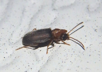 Notoxus murinipennis; Monocerus Beetle species