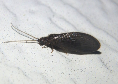 Sisyra vicaria; Spongillafly species