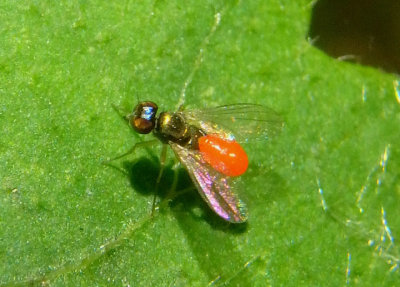 Chrysotus Long-legged Fly species with mite