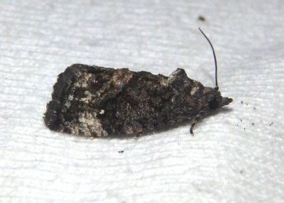 3495 - Gymnandrosoma punctidiscanum; Tortricid Moth species