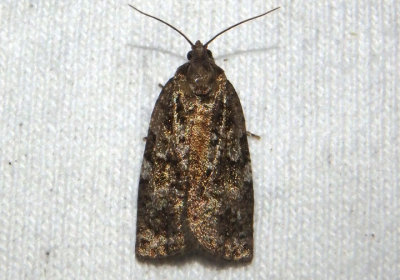 3638 - Choristoneura fumiferana; Spruce Budworm Moth