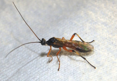 Aleiodes terminalis; Mummy-Wasp species