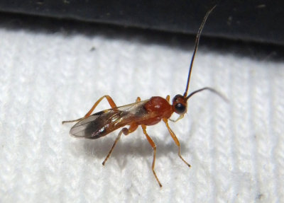 Braconidae Braconid Wasp species; male