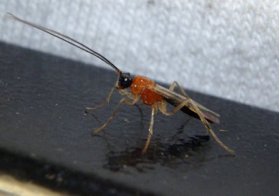 Charmon cruentatus; Braconid Wasp species; male
