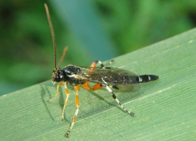 Itoplectis conquisitor; Ichneumon Wasp species; male