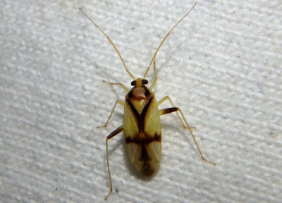 Neolygus vitticollis; Plant Bug species