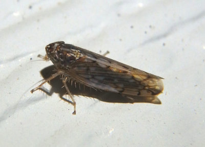 Osbornellus consors; Leafhopper species