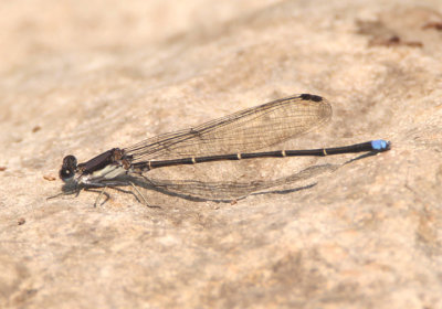 Argia tibialis; Blue-tipped Dancer; male