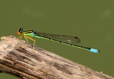 Enallagma antennatum; Rainbow Bluet; male