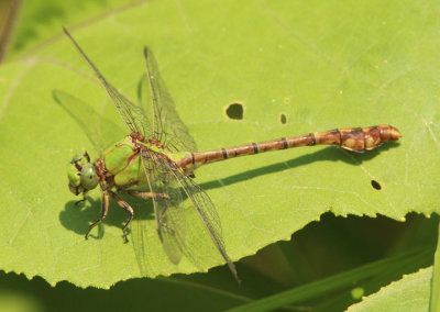 Ophiogomphus rupinsulensis; Rusty Snaketail; male
