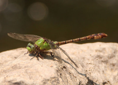 Ophiogomphus rupinsulensis; Rusty Snaketail; male