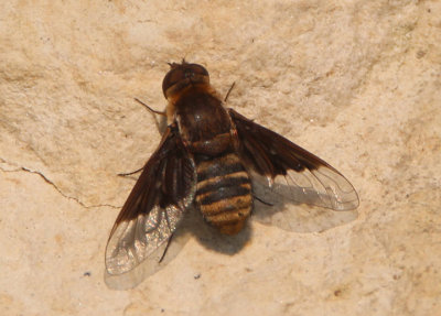 Paravilla separata; Bee Fly species