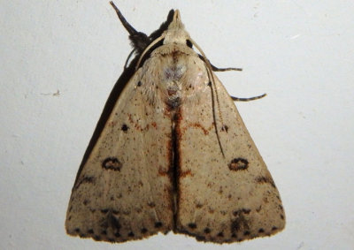 8514 - Scolecocampa liburna; Deadwood Borer Moth