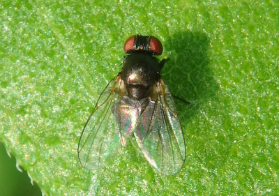 Agromyzinae Leaf Miner Fly species