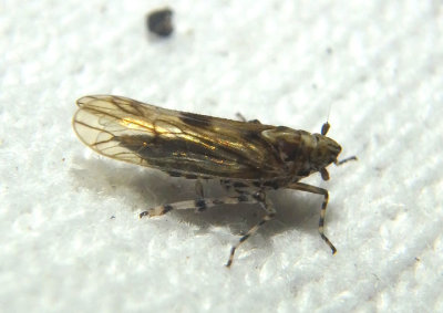 Megamelus palaetus; Delphacid Planthopper species