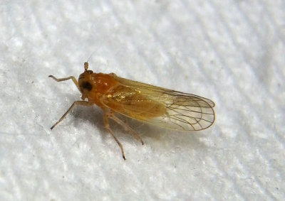 Muirodelphax arvensis; Delphacid Planthopper species; female