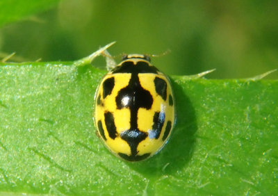 Propylea quatuordecimpunctata; Fourteen-spotted Lady Beetle; exotic