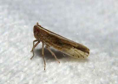 Stenocranus unipunctatus; Delphacid Planthopper species