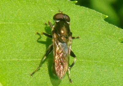 Xylota Syrphid Fly species; male