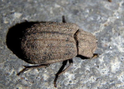 Trox Hide Beetle species