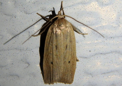 1032 - Gonioterma mistrella; Twirler Moth species