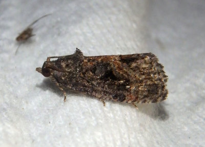 3495 - Gymnandrosoma punctidiscanum; Tortricid Moth species