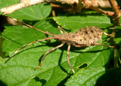 Acanthocephala terminalis; Leaf-footed Bug species; nymph