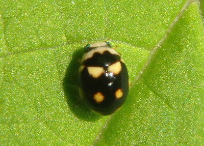 Brachiacantha decempustulata; Ten-spotted Spurleg
