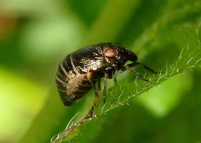 Bruchomorpha oculata; Piglet Bug species
