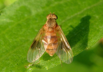 Chrysopilus quadratus; Snipe Fly species; female