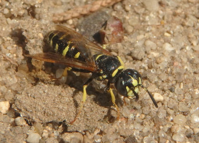 Philanthinae Apoid Wasp species