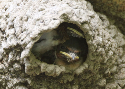 Cliff Swallows; nestilings